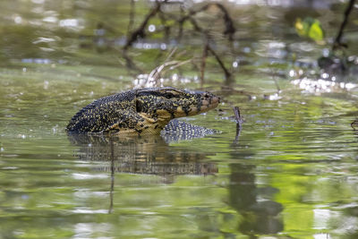 Crocodile in lake