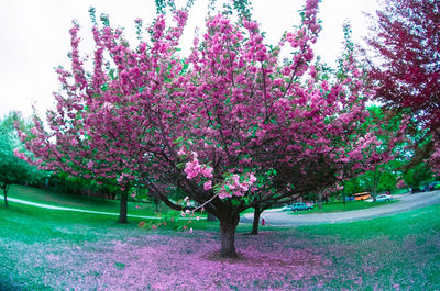 Pink flowers in park
