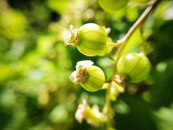 Close-up of flowering plant