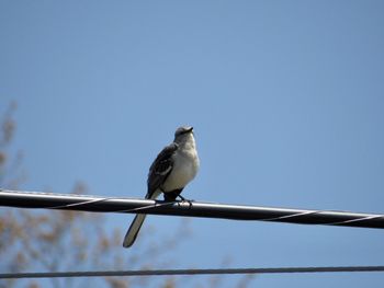 Low angle view of bird perching on cable against sky