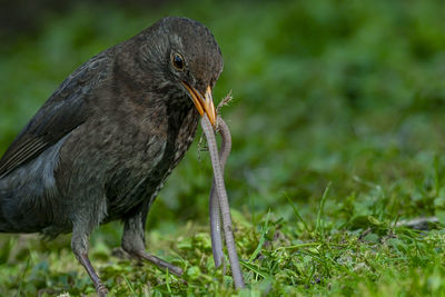 Close-up of a bird eating grass