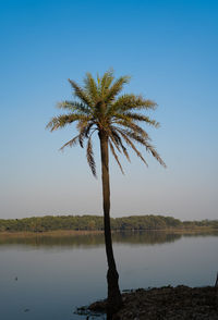 Palm tree by lake against clear blue sky