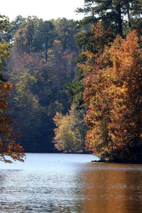 Scenic view of lake in forest during autumn