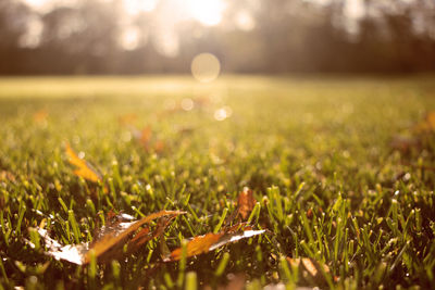 Close-up of grass growing in field