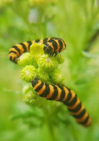 Close-up of bee pollinating flower