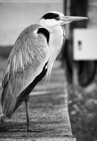 Close-up of bird