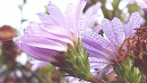 Close-up of pink flower