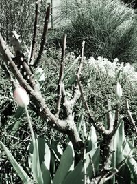 Low angle view of cactus plant