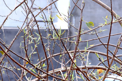 Close-up of twigs on branch