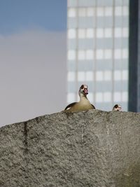 Low angle view of egyptian geese on rock against modern building