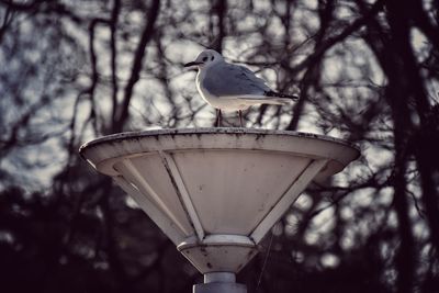 Bird perching on tree