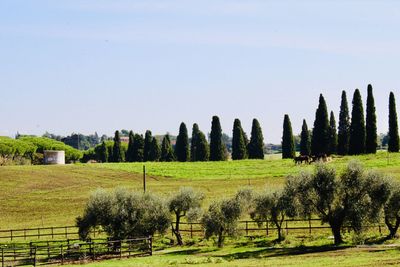 Trees in the agriculture field and valley view 