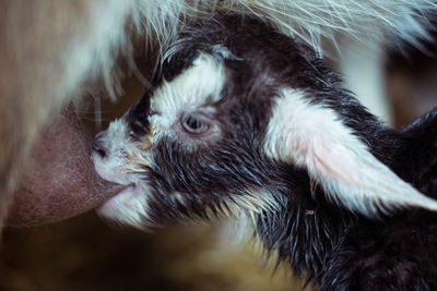 Close-up of horse