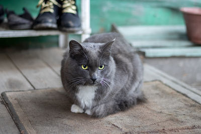 Portrait of cat sitting outdoors