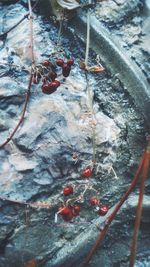 High angle view of fruits