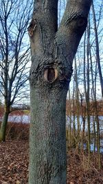 Bare tree on field against sky