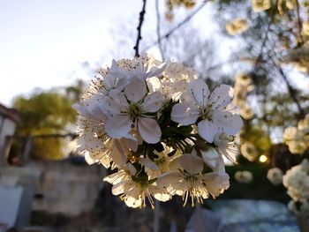 Close-up of cherry blossoms on tree