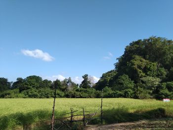 Trees growing on field against sky