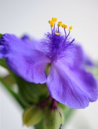 Close-up of purple flowering plant