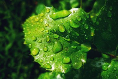 Close-up of wet plant leaves during rainy season