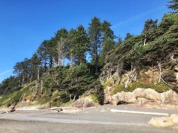 Trees on road in forest against clear blue sky