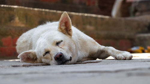 Close-up of a dog resting