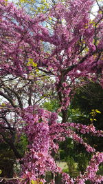 Low angle view of pink cherry blossoms blooming on tree