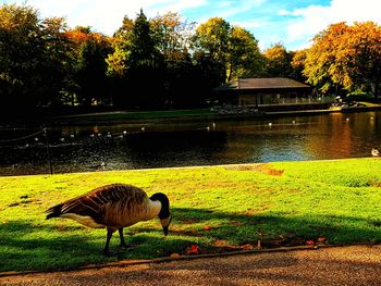 Ducks on a lake