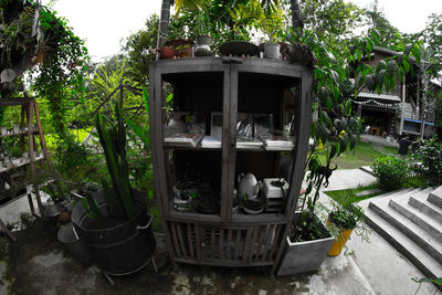 Potted plants in greenhouse