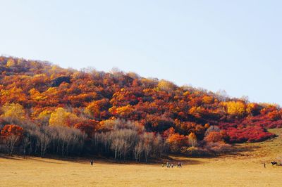 Autumn trees against clear sky