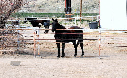 View of horse standing in ranch