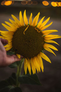 Close-up of hand holding yellow flower