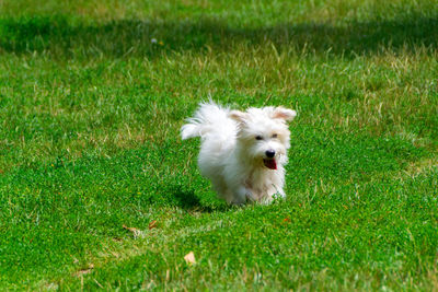 Dog running on grass