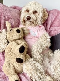 Close-up of a dog with stuffed toy