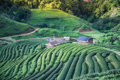 High angle view of agricultural field