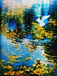 Close-up of duck swimming in lake