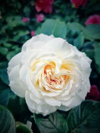 Close-up of rose flower