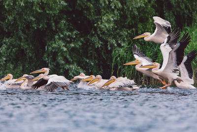 View of birds in lake