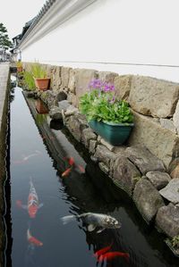 View of flowers in water