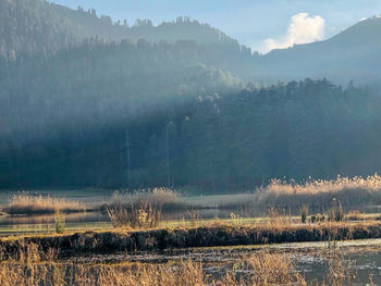 Panoramic shot of trees on field against mountains