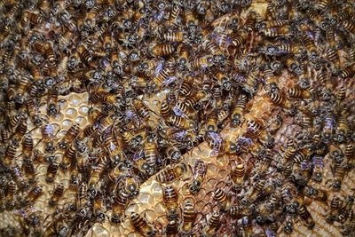 Full frame shot of bee on water