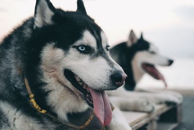 Close-up of dog looking away