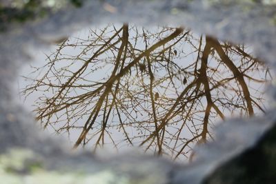 Close-up of snow on plant during winter