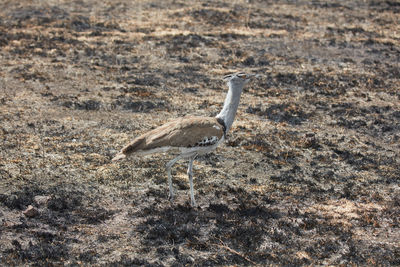 High angle view of bird on land