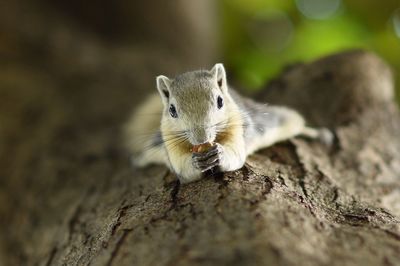 Close-up of squirrel