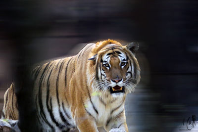 Close-up of tiger in zoo