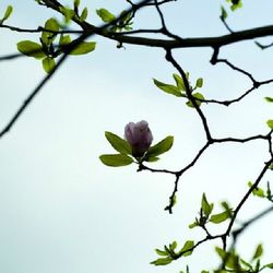 Close-up of plant against clear sky