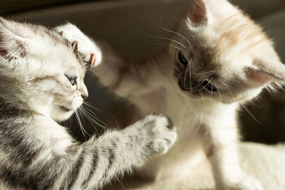 Close-up of kittens playing