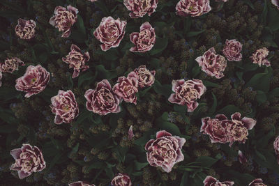 Close-up of purple flowering plants