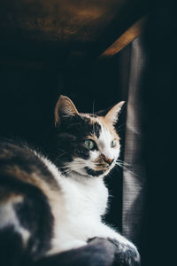 Close-up of cat looking away